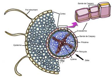II.2. Anatomie des voies de transfert de l’eau dans la plante - L ...